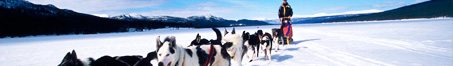 Chiens